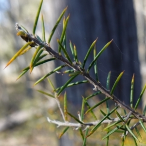 Dillwynia sieberi at Carwoola, NSW - 22 May 2023 11:54 AM