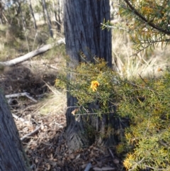 Dillwynia sieberi at Carwoola, NSW - 22 May 2023