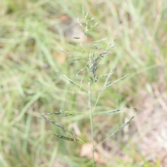 Eragrostis curvula (African Lovegrass) at Sullivans Creek, Turner - 10 Apr 2023 by ConBoekel