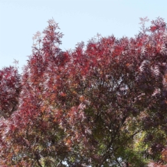 Fraxinus sp. (An Ash) at Haig Park - 10 Apr 2023 by ConBoekel