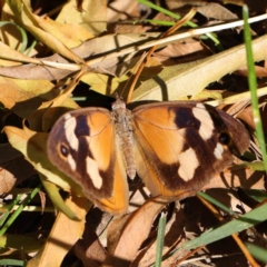 Heteronympha merope (Common Brown Butterfly) at Sullivans Creek, Turner - 10 Apr 2023 by ConBoekel