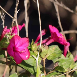 Mirabilis jalapa at Turner, ACT - 10 Apr 2023