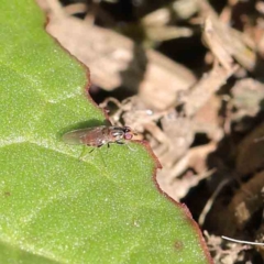 Lauxaniidae (family) at Sullivans Creek, Turner - 10 Apr 2023 by ConBoekel