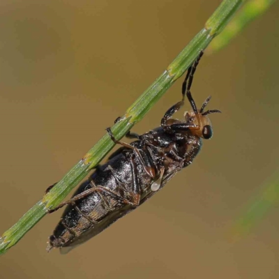 Inopus sp. (genus) (A sugarcane fly) at Turner, ACT - 10 Apr 2023 by ConBoekel