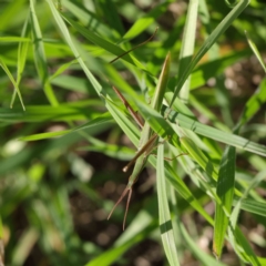 Acrida conica (Giant green slantface) at Sullivans Creek, Turner - 10 Apr 2023 by ConBoekel