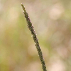 Sporobolus africanus (Parramatta Grass, Rat's Tail Grass) at Turner, ACT - 10 Apr 2023 by ConBoekel