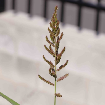 Echinochloa crus-galli (Barnyard Grass) at Sullivans Creek, Turner - 10 Apr 2023 by ConBoekel