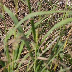 Echinochloa crus-galli at Turner, ACT - 10 Apr 2023 01:30 PM