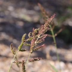 Echinochloa crus-galli at Turner, ACT - 10 Apr 2023 01:30 PM