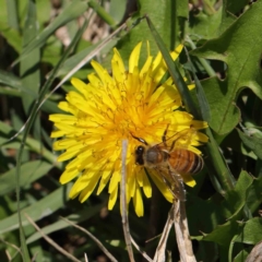 Apis mellifera (European honey bee) at Turner, ACT - 10 Apr 2023 by ConBoekel