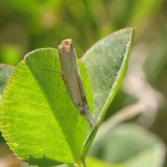 Culladia cuneiferellus (Crambinae moth) at Sullivans Creek, Turner - 10 Apr 2023 by ConBoekel