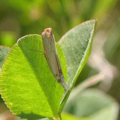 Culladia cuneiferellus (Crambinae moth) at Sullivans Creek, Turner - 10 Apr 2023 by ConBoekel