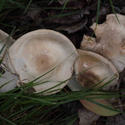 Agaricus sp. (Agaricus) at Sullivans Creek, Turner - 10 Apr 2023 by ConBoekel