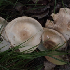 Unidentified Cap on a stem; gills below cap [mushrooms or mushroom-like] at Turner, ACT - 10 Apr 2023 by ConBoekel