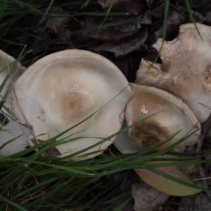 Agaricus sp. at Turner, ACT - 10 Apr 2023