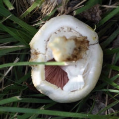 Agaricus sp. at Turner, ACT - 10 Apr 2023 01:33 PM