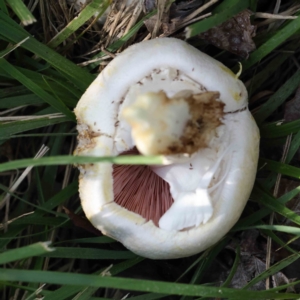 Agaricus sp. at Turner, ACT - 10 Apr 2023