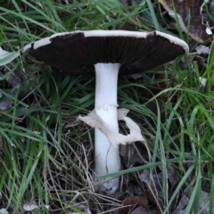 Agaricus sp. at Turner, ACT - 10 Apr 2023 01:33 PM