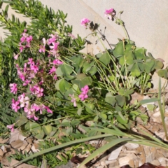 Oxalis articulata (Shamrock) at Sullivans Creek, Turner - 10 Apr 2023 by ConBoekel