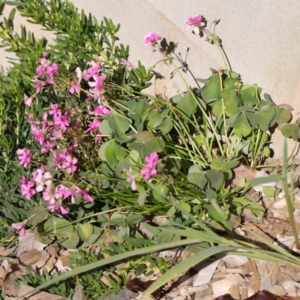 Oxalis articulata at Turner, ACT - 10 Apr 2023 01:30 PM