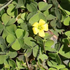 Oxalis sp. (Wood Sorrel) at Sullivans Creek, Turner - 10 Apr 2023 by ConBoekel