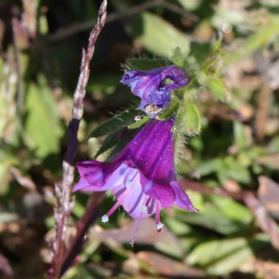 Echium plantagineum (Paterson's Curse) at Sullivans Creek, Turner - 10 Apr 2023 by ConBoekel