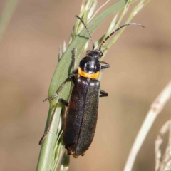 Chauliognathus lugubris (Plague Soldier Beetle) at Sullivans Creek, Turner - 10 Apr 2023 by ConBoekel