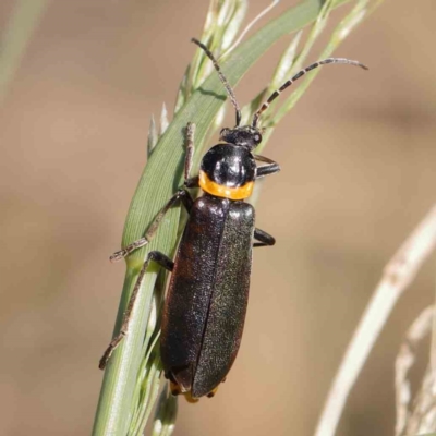 Chauliognathus lugubris (Plague Soldier Beetle) at Sullivans Creek, Turner - 10 Apr 2023 by ConBoekel