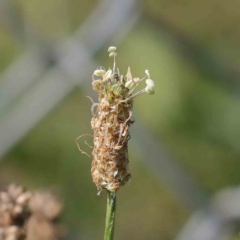 Plantago lanceolata (Ribwort Plantain, Lamb's Tongues) at Turner, ACT - 10 Apr 2023 by ConBoekel