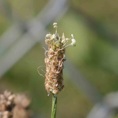 Plantago lanceolata (Ribwort Plantain, Lamb's Tongues) at Turner, ACT - 10 Apr 2023 by ConBoekel