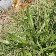 Plantago lanceolata at Turner, ACT - 10 Apr 2023 01:07 PM