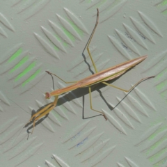 Tenodera australasiae (Purple-winged mantid) at Turner, ACT - 10 Apr 2023 by ConBoekel