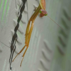 Tenodera australasiae at Turner, ACT - 10 Apr 2023