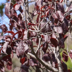 Prunus cerasifera (Cherry Plum) at Sullivans Creek, Turner - 10 Apr 2023 by ConBoekel