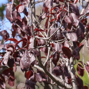 Prunus cerasifera at Turner, ACT - 10 Apr 2023