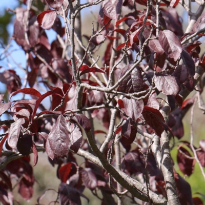 Prunus cerasifera (Cherry Plum) at Turner, ACT - 10 Apr 2023 by ConBoekel