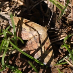 Scopula rubraria (Reddish Wave, Plantain Moth) at Turner, ACT - 10 Apr 2023 by ConBoekel