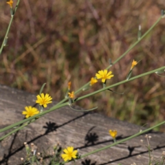 Chondrilla juncea (Skeleton Weed) at Haig Park - 10 Apr 2023 by ConBoekel