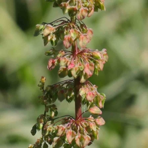 Rumex crispus at Turner, ACT - 10 Apr 2023