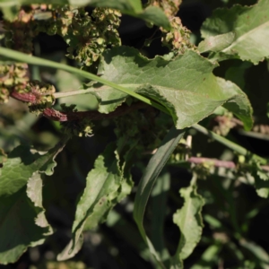 Rumex crispus at Turner, ACT - 10 Apr 2023 01:24 PM