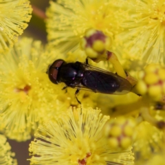 Psilota sp. (genus) (Hover fly) at Uriarra Recreation Reserve - 6 Aug 2023 by KorinneM