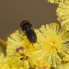 Psilota sp. (genus) at Stromlo, ACT - 6 Aug 2023