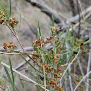 Dodonaea viscosa subsp. angustissima at Tuggeranong, ACT - 12 Aug 2023 12:49 PM