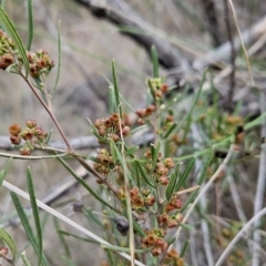 Dodonaea viscosa subsp. angustissima (Hop Bush) at Cooleman Ridge - 12 Aug 2023 by BethanyDunne