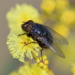 Calliphora sp. (genus) (Unidentified blowfly) at Stromlo, ACT - 6 Aug 2023 by KorinneM