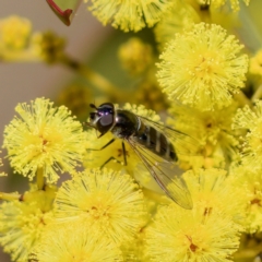 Syrphidae (family) (Unidentified Hover fly) at Uriarra Recreation Reserve - 6 Aug 2023 by KorinneM