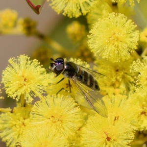 Syrphidae (family) at Stromlo, ACT - 6 Aug 2023 01:21 PM