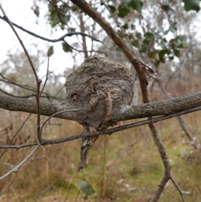 Rhipidura albiscapa (Grey Fantail) at Majura, ACT - 24 May 2023 by RobG1