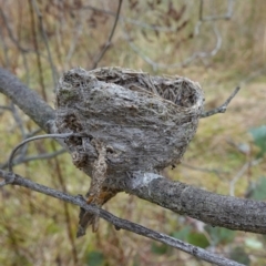 Rhipidura albiscapa at Mount Ainslie - 24 May 2023