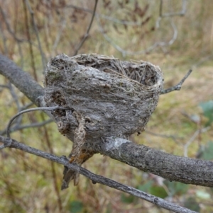 Rhipidura albiscapa at Mount Ainslie - 24 May 2023